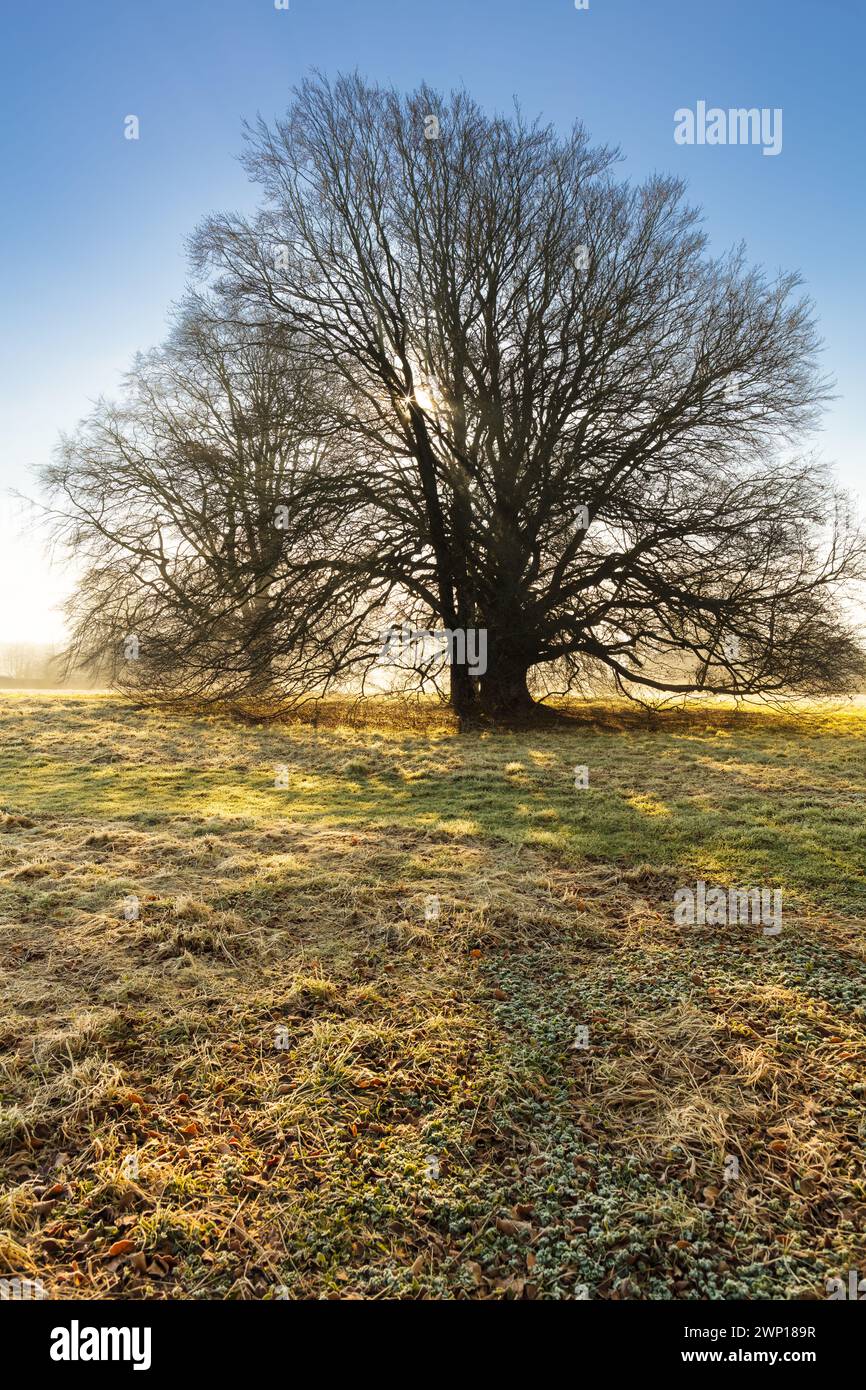 Faggio, faggio europeo comune, Fagus Sylvatica, vista invernale del parco nel Wiltshire, Inghilterra. Foto Stock
