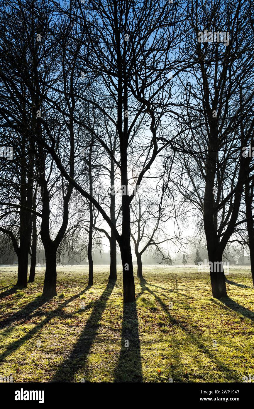 Ippocastani, Aesculus Hippocastanum, gruppo di alberi illuminati dal sole con lunghe ombre, Foto Stock