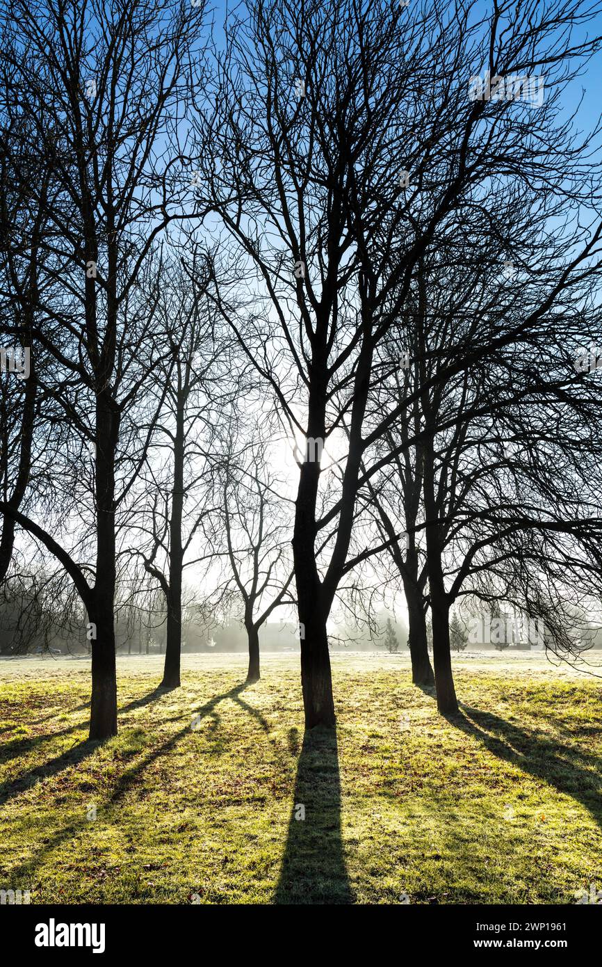 Ippocastani, Aesculus Hippocastanum, gruppo di alberi illuminati dal sole con lunghe ombre, Foto Stock