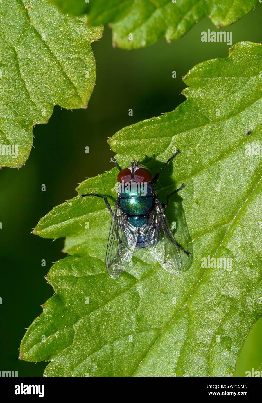 Comune biberon verde mosca, Lucilia sericata su una foglia in primavera, Spagna. Foto Stock