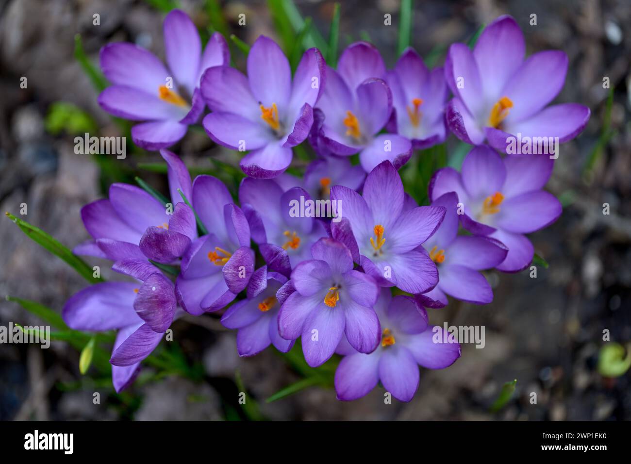 Grappolo di croci di primavera blu Crocus vernus Foto Stock