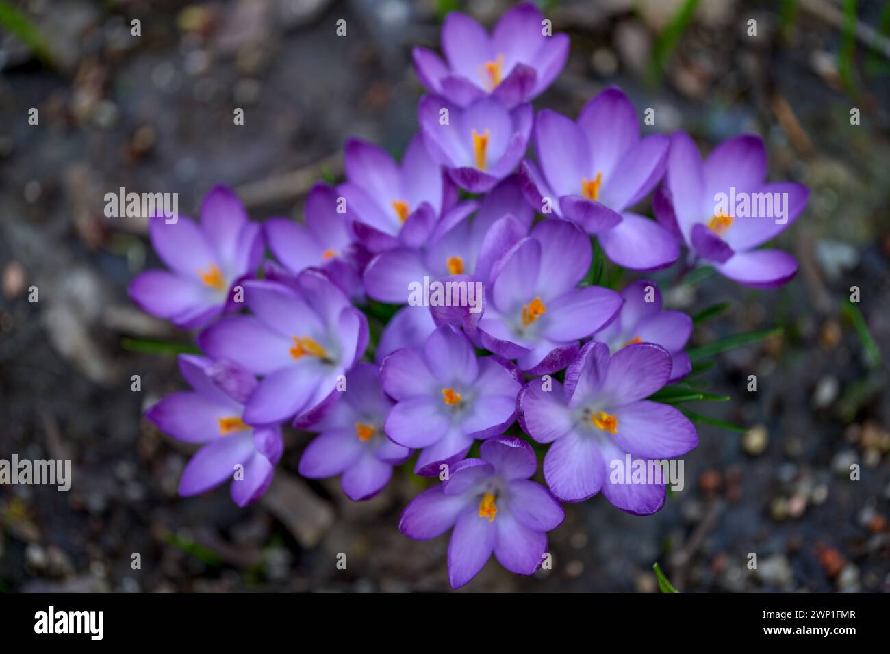 Grappolo di croci di primavera blu Crocus vernus Foto Stock