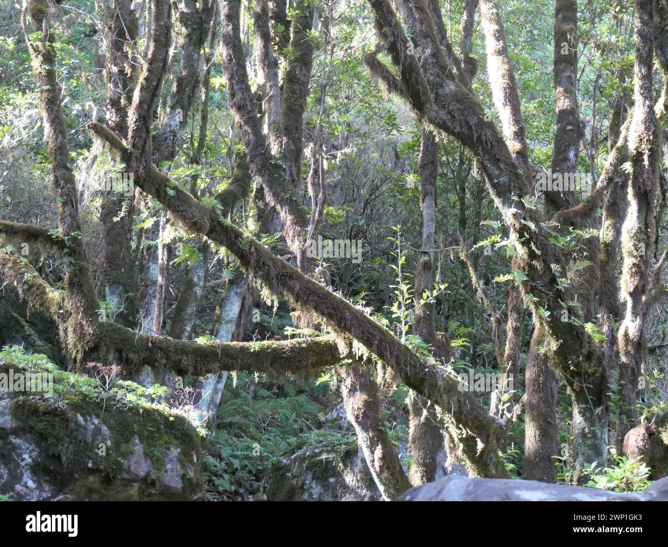 NA, Portogallo. 13 marzo 2023. Foresta di alloro vicino all'altopiano di Paul da Serra nella parte occidentale dell'isola atlantica di Madeira, una regione autonoma del Portogallo. Laurisilva di Madeira è un'area protetta per la foresta di alloro di Madeira. Dal 1999 è patrimonio dell'umanità dell'UNESCO. Credito: Beate Schleep/dpa/Alamy Live News Foto Stock