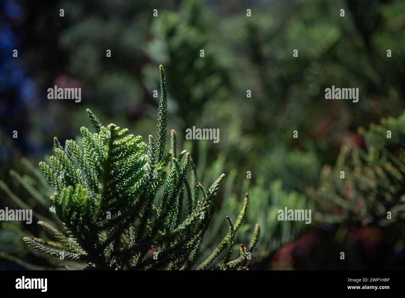 Sfondo foglie verdi. Primo piano di foglie di araucaria columnaris simili ad aghi Foto Stock