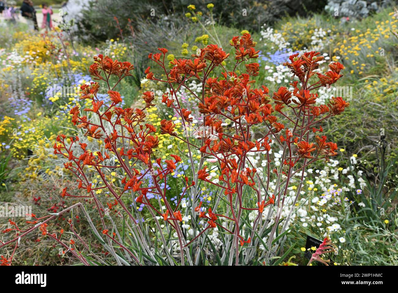 Anigozanthos rufus è una pianta perenne sempreverde originaria della costa meridionale dell'Australia Occidentale. I nomi comuni includono zampa di canguro rossa o cremisi Foto Stock