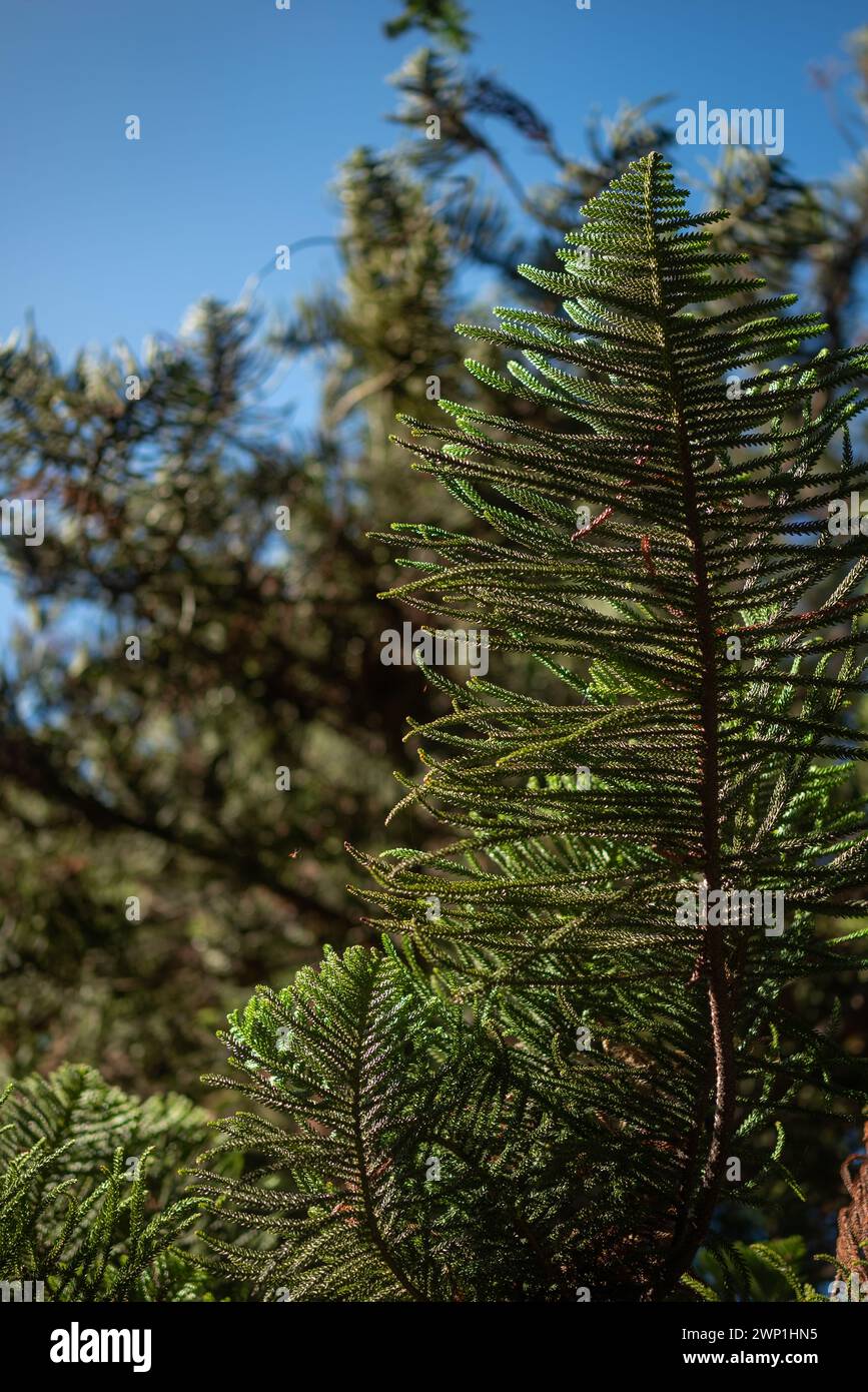 Sfondo foglie verdi. Primo piano di foglie di araucaria columnaris simili ad aghi Foto Stock