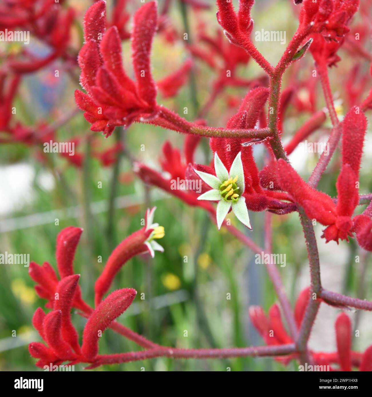 Anigozanthos rufus è una pianta perenne sempreverde originaria della costa meridionale dell'Australia Occidentale. I nomi comuni includono zampa di canguro rossa o cremisi Foto Stock