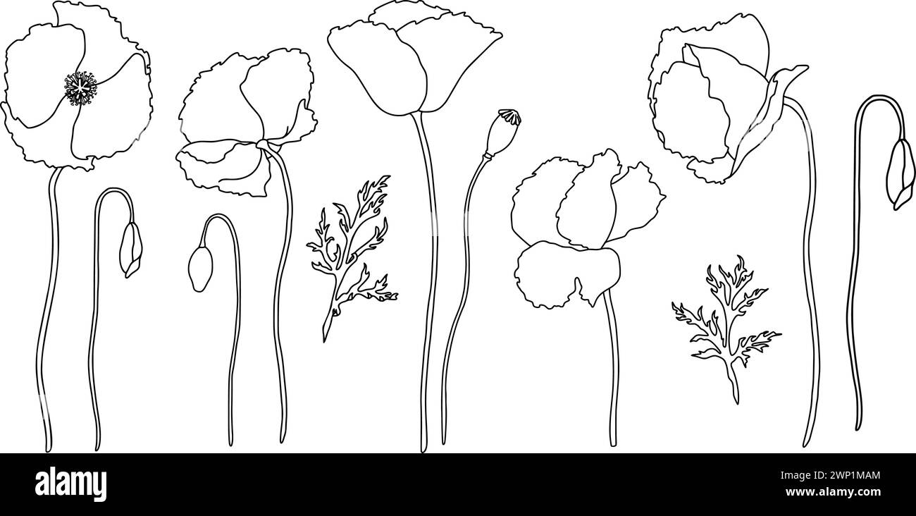 Set di fiori di papavero fioriscono e boccioli. Illustrazione vettoriale disegnata a mano in stile Doodle Outline. Design lineare nero isolato su sfondo bianco Illustrazione Vettoriale