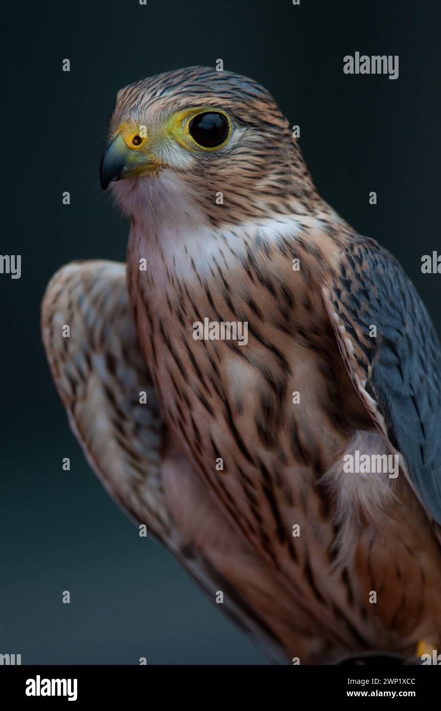 Ritratto di Merlino in primo piano durante l'evento educativo Foto Stock