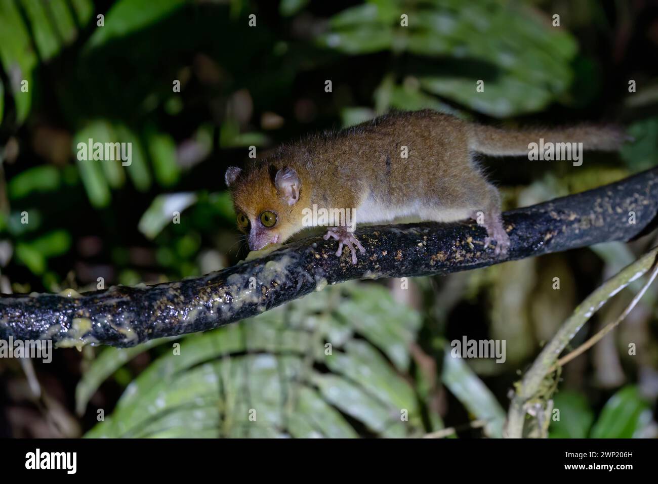 Brown mouse Lemur, Ranomafana, Madagascar, novembre 2023 Foto Stock