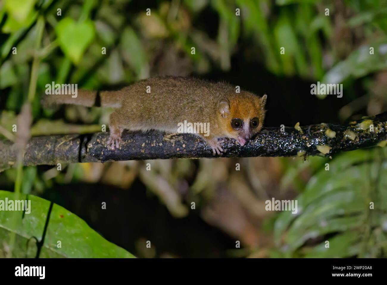 Brown mouse Lemur, Ranomafana, Madagascar, novembre 2023 Foto Stock