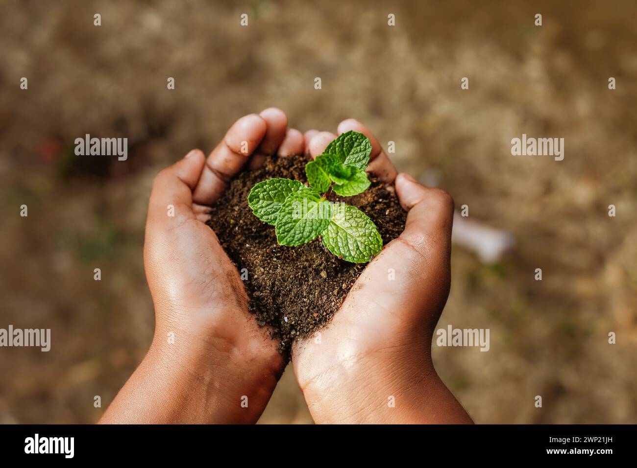 Mano del bambino che tiene un giovane albero alberello, cura della pianta. Foto Stock