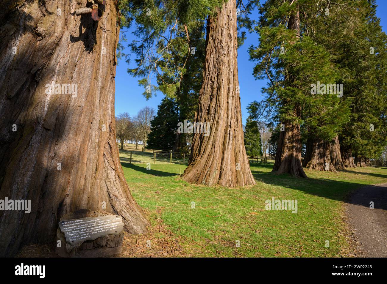 Sequoie giganti che crescono alla House of Dun vicino a Montrose, Angus, Scozia, Regno Unito Foto Stock