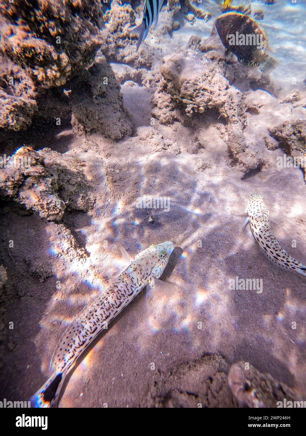 Vista ravvicinata del pesce di sandalo sott'acqua, conosciuto come Paraquercis hexophthalma, sott'acqua sulla sabbia della barriera corallina. Vita subacquea del reef con coralli An Foto Stock