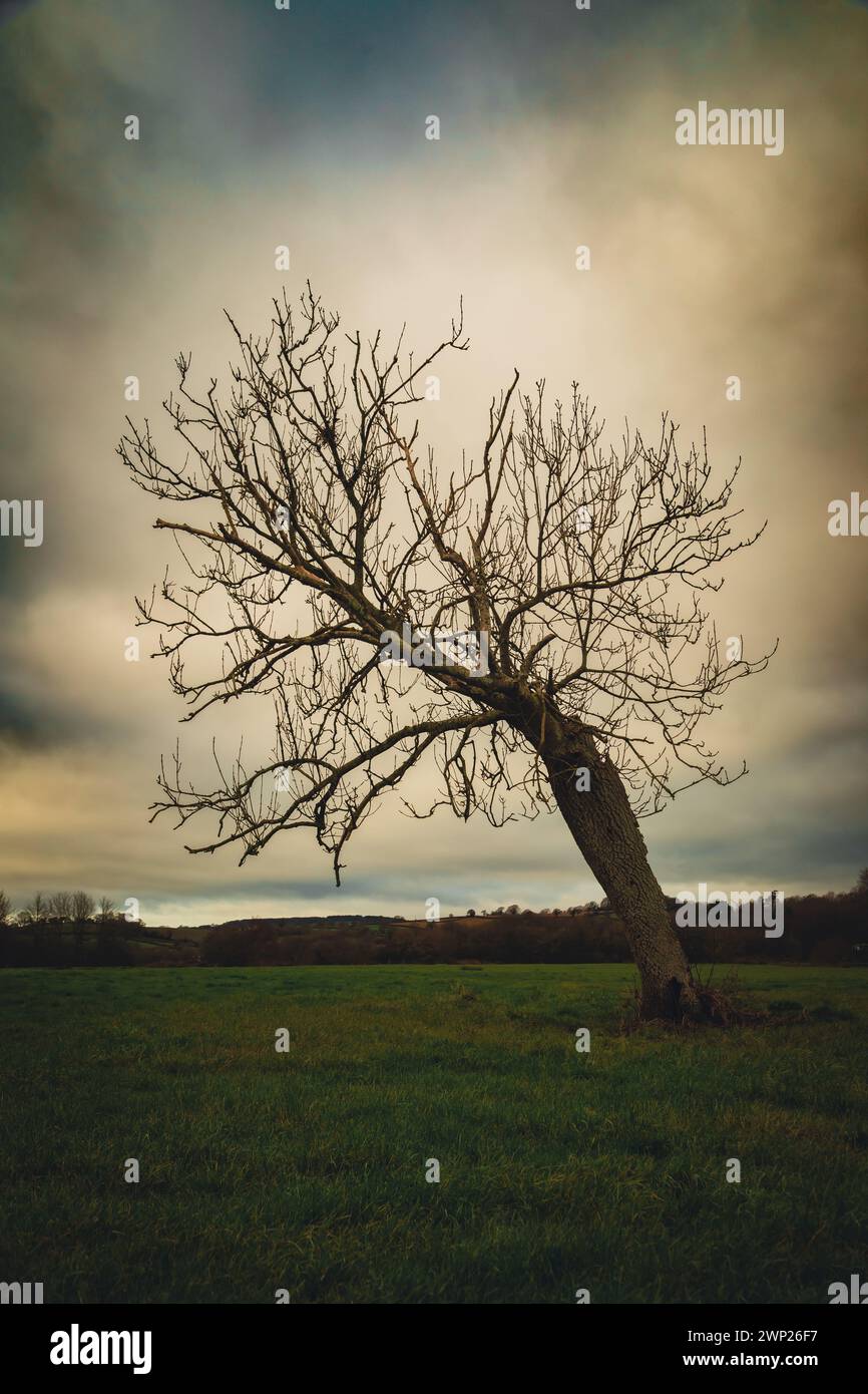 Albero in inverno Foto Stock