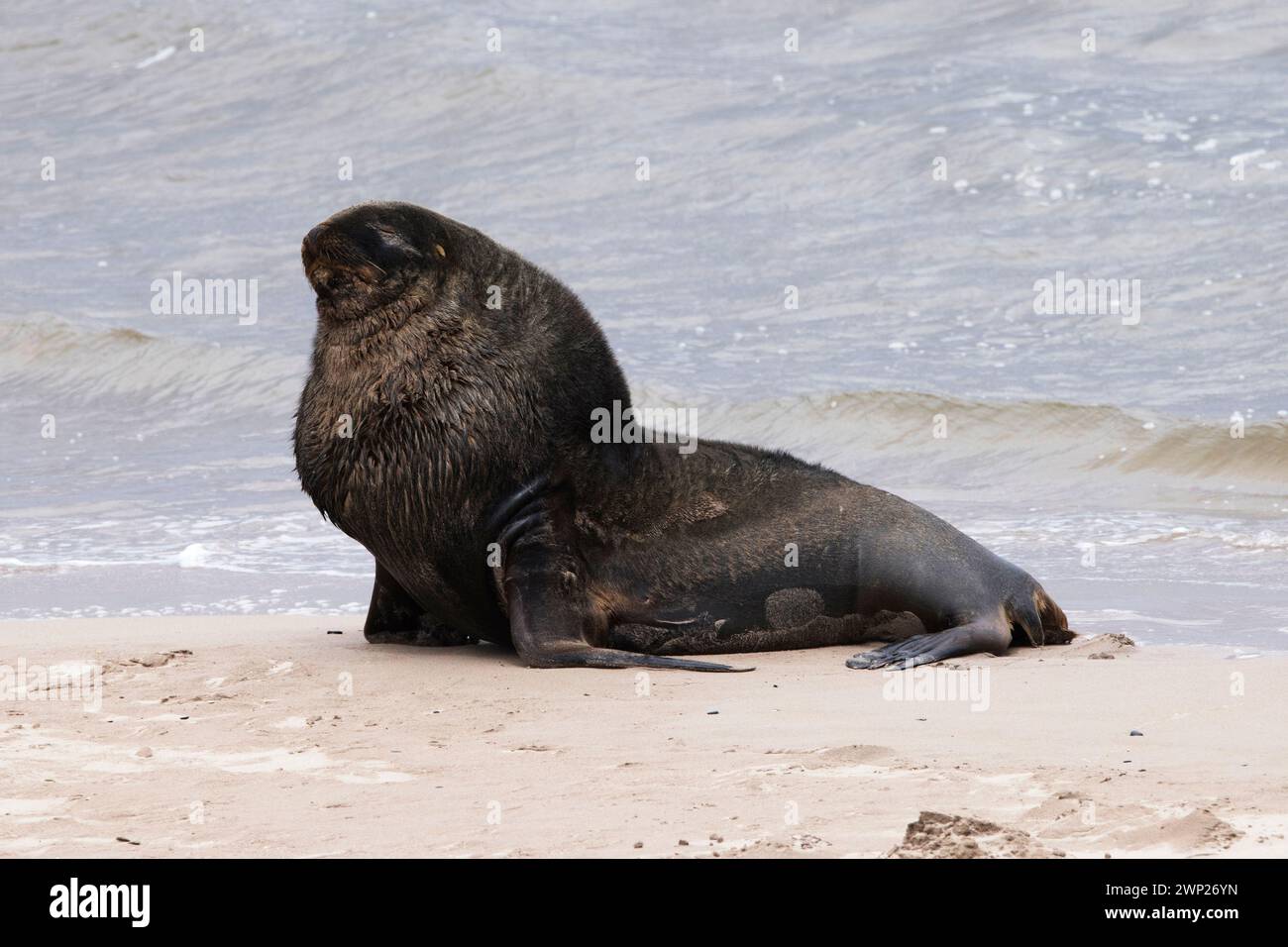 Colonia di leoni marini neozelandesi (Phocarctos hookeri) a Sandy Bay sull'isola Enderby della nuova Zelanda, isole subantartiche di Auckland Foto Stock