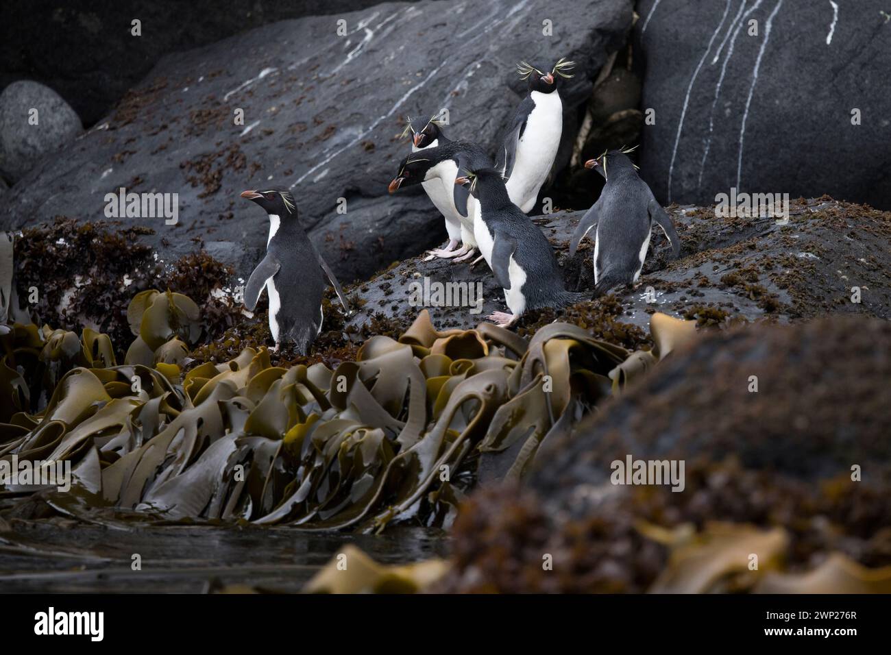 Pinguini di Rockhopper del sud (Eudyptes chrysocome) sulle isole subantartiche di Auckland della nuova Zelanda Carnley Harbour Foto Stock