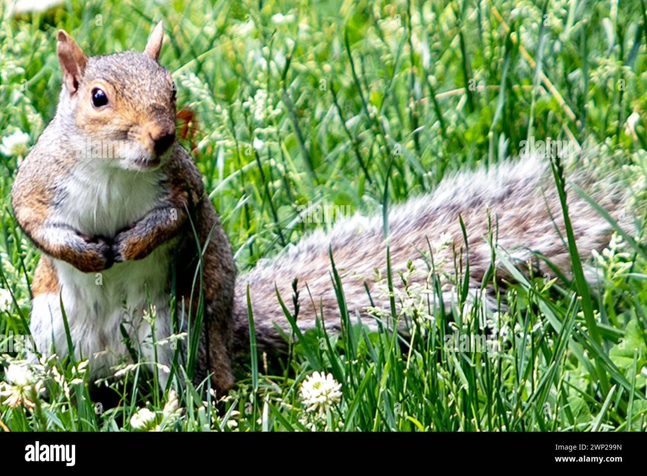 Uno scoiattolo che si gode l'ampio campo erboso di Central Park, un parco urbano pubblico situato nel quartiere metropolitano di Manhattan, nel Foto Stock