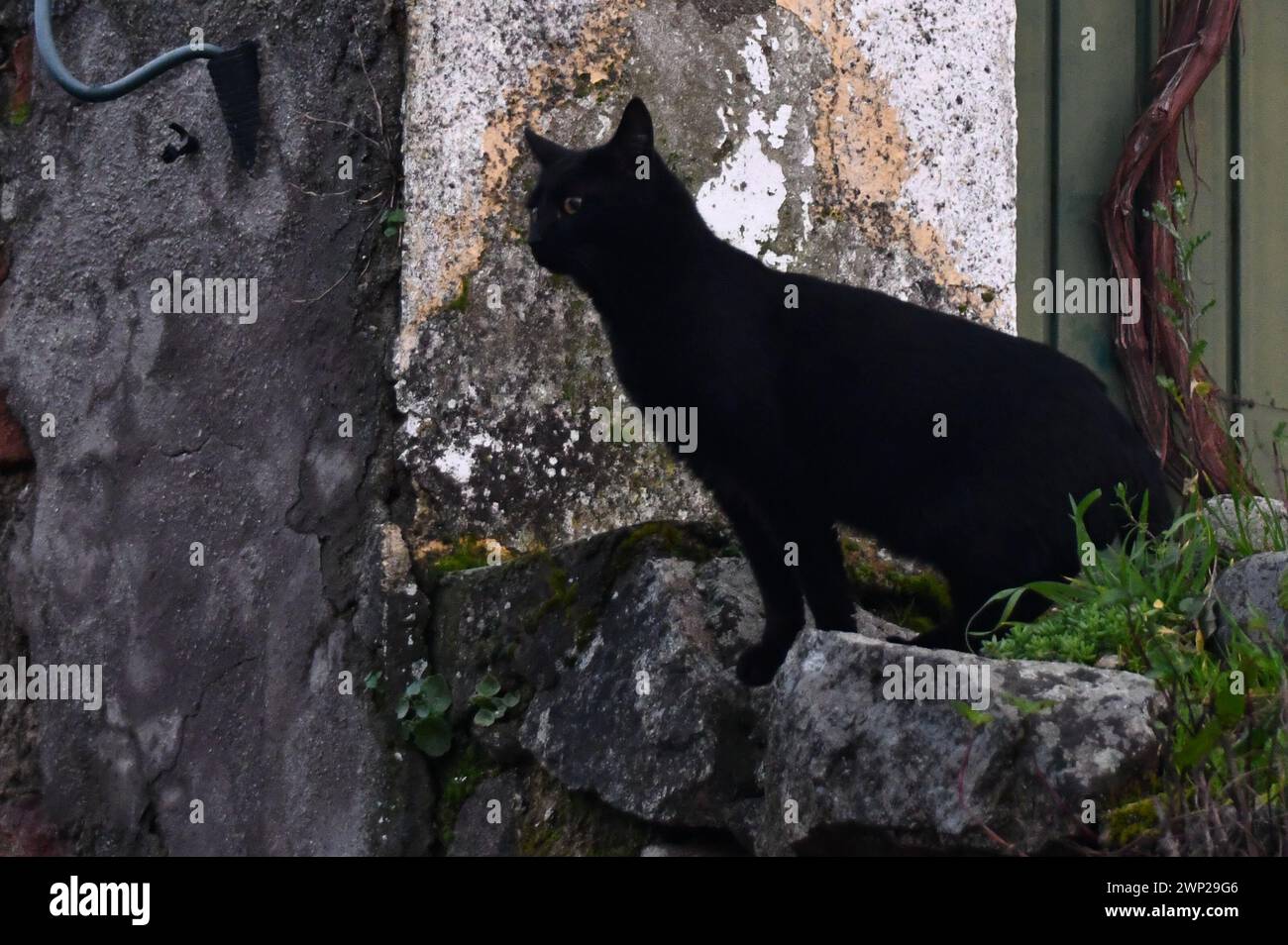 Bellissimo gatto bianco e marrone con un aspetto distratto sulla strada Foto Stock