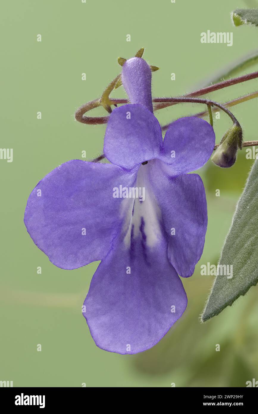 Il fiore e il bocciolo di Streptocarpus caulescens con maggiore profondità di campo Foto Stock
