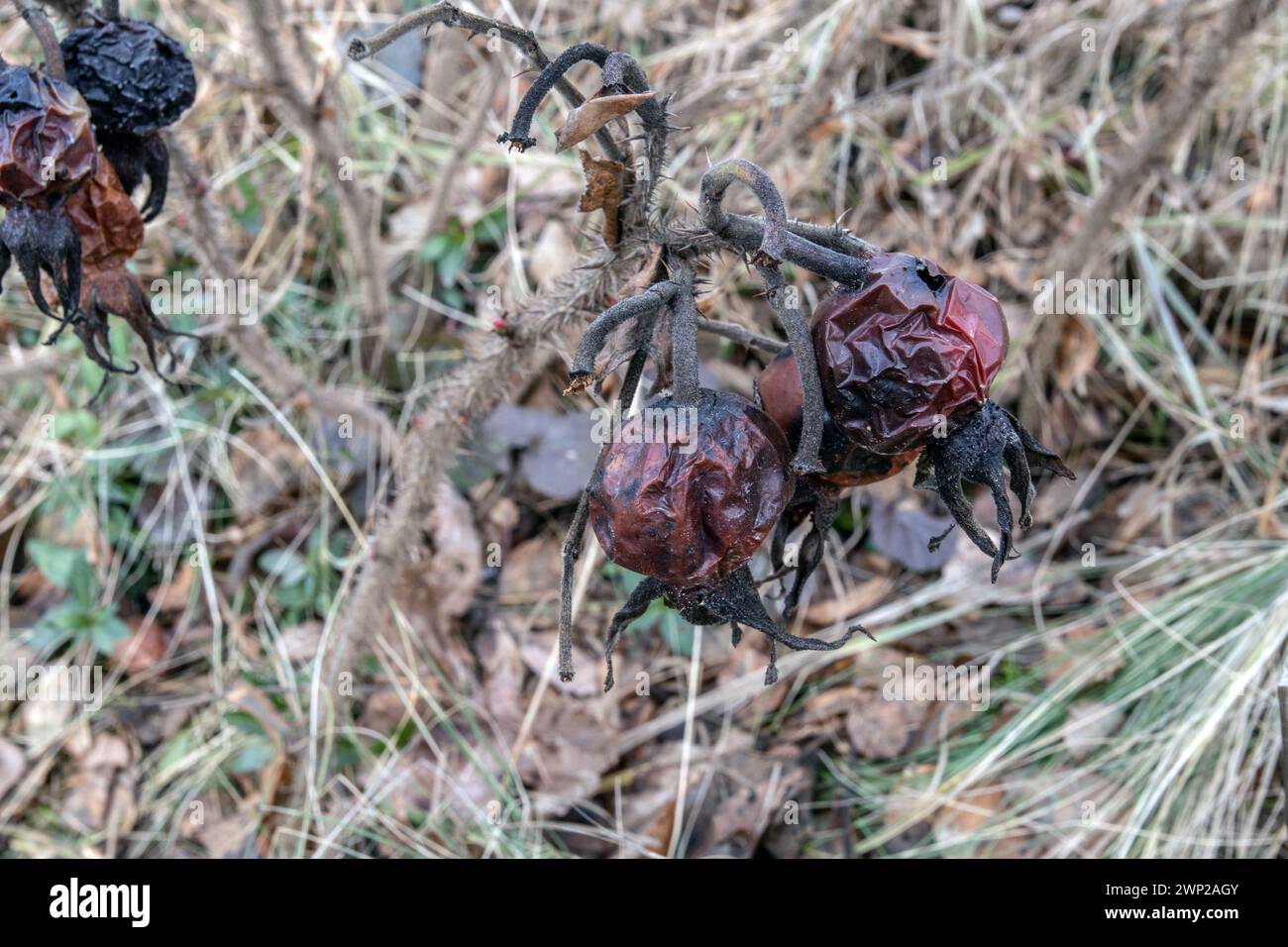 I rosehips secchi sul loro cespuglio a febbraio, in inverno Foto Stock