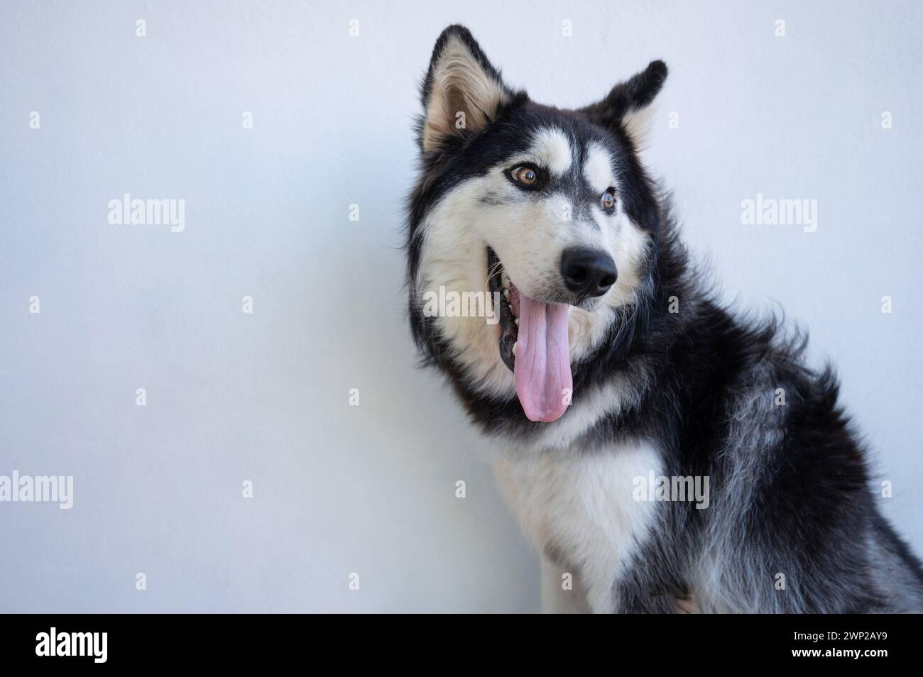 Cane Husky con bocca aperta e lingua fuori Foto Stock