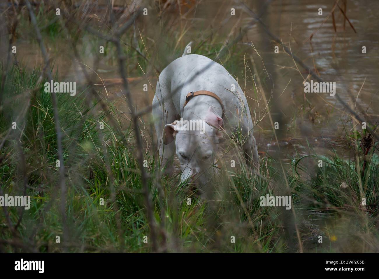 Cane bianco che gioca sul lungofiume Foto Stock