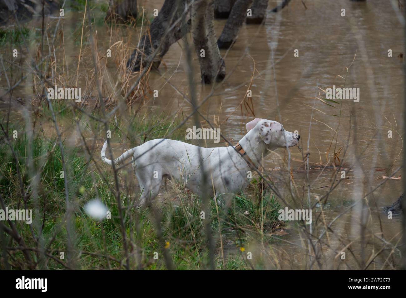 Cane bianco che gioca sul lungofiume Foto Stock