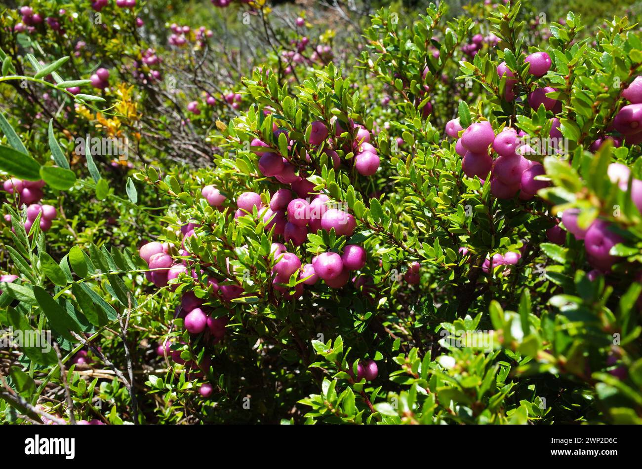 Pernettya mucronata arbusto sempreverde con bacche rosa. Pianta di autunno  in vaso di fiori di argilla Foto stock - Alamy