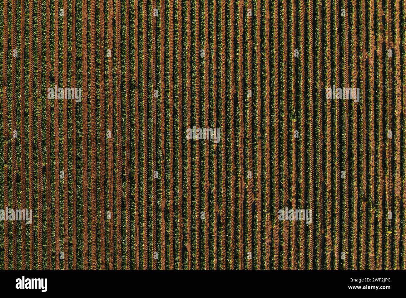 File di colture di soia nei campi che formano un motivo a strisce, shot aereo dal drone pov direttamente sopra Foto Stock