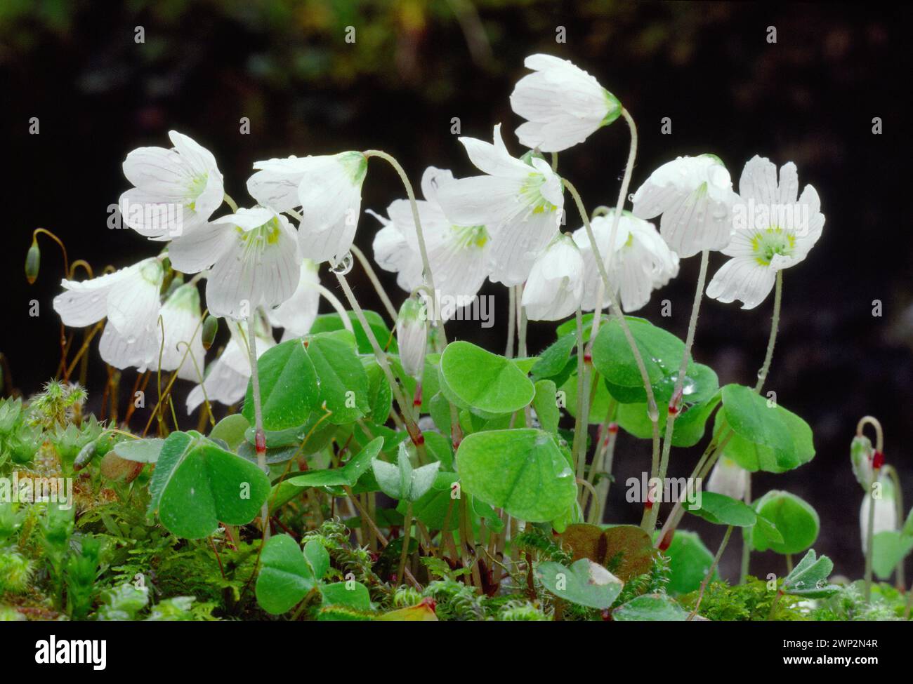 Wood Sorrel (Oxalis acetosella) fioritura in umido, Western Oakwood, Ardnamurchan, Argyll, Scozia, aprile 1988 Foto Stock