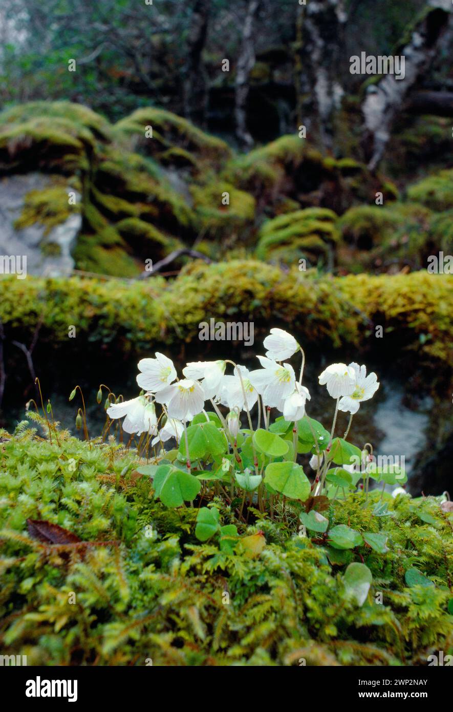 Wood Sorrel (Oxalis acetosella), che cresce sul pavimento del legno di betulla autoctono, Ardnamurchan, Argyll, Scozia, aprile 1985 Foto Stock