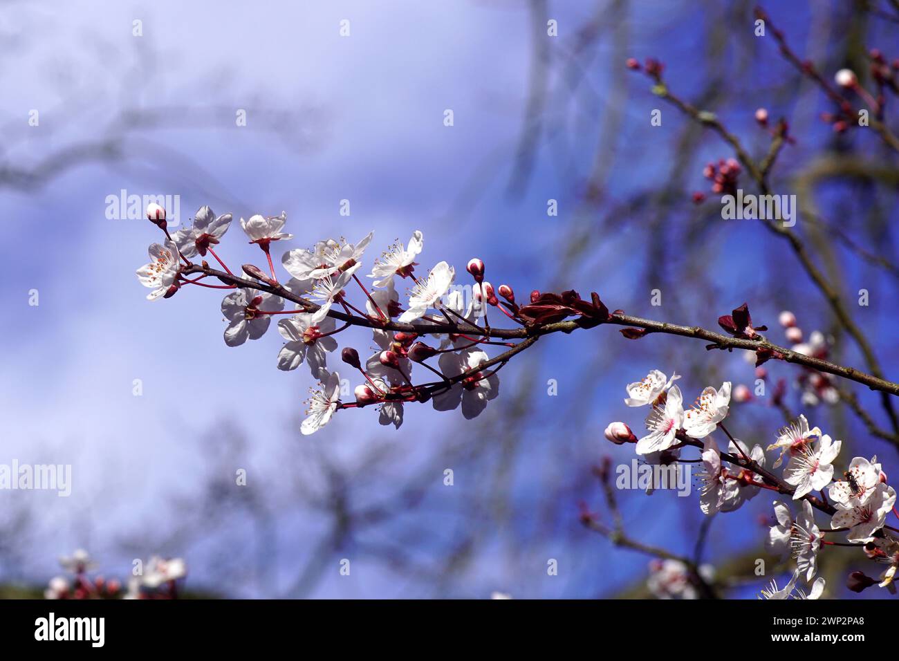 Primo piano di un ramo di Prunus Cerasifera Pissardii in fiore con fiori rosa. Cielo. Giardino olandese, Paesi Bassi. Primavera, marzo. Foto Stock