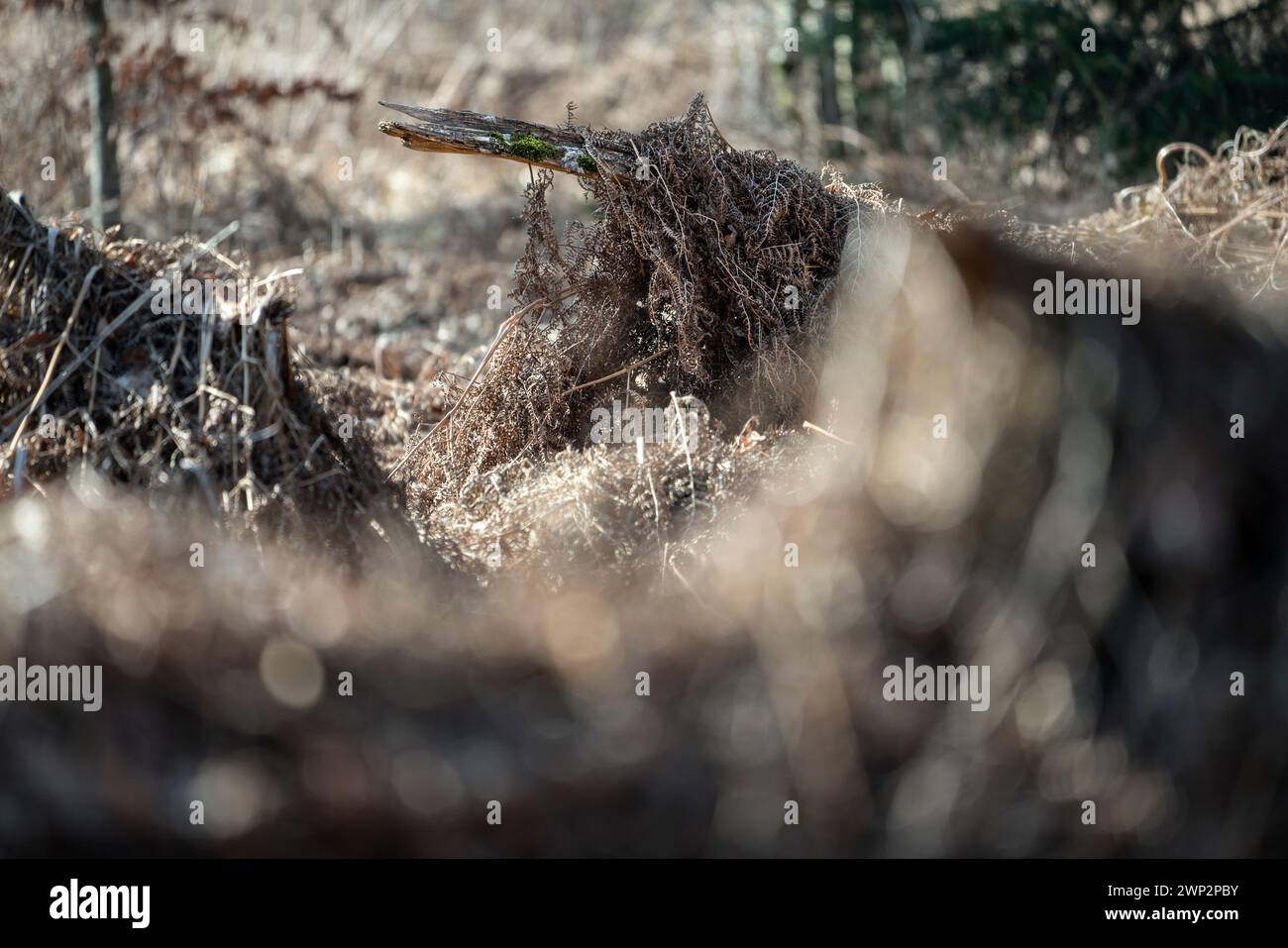 ricoperto di felce Foto Stock