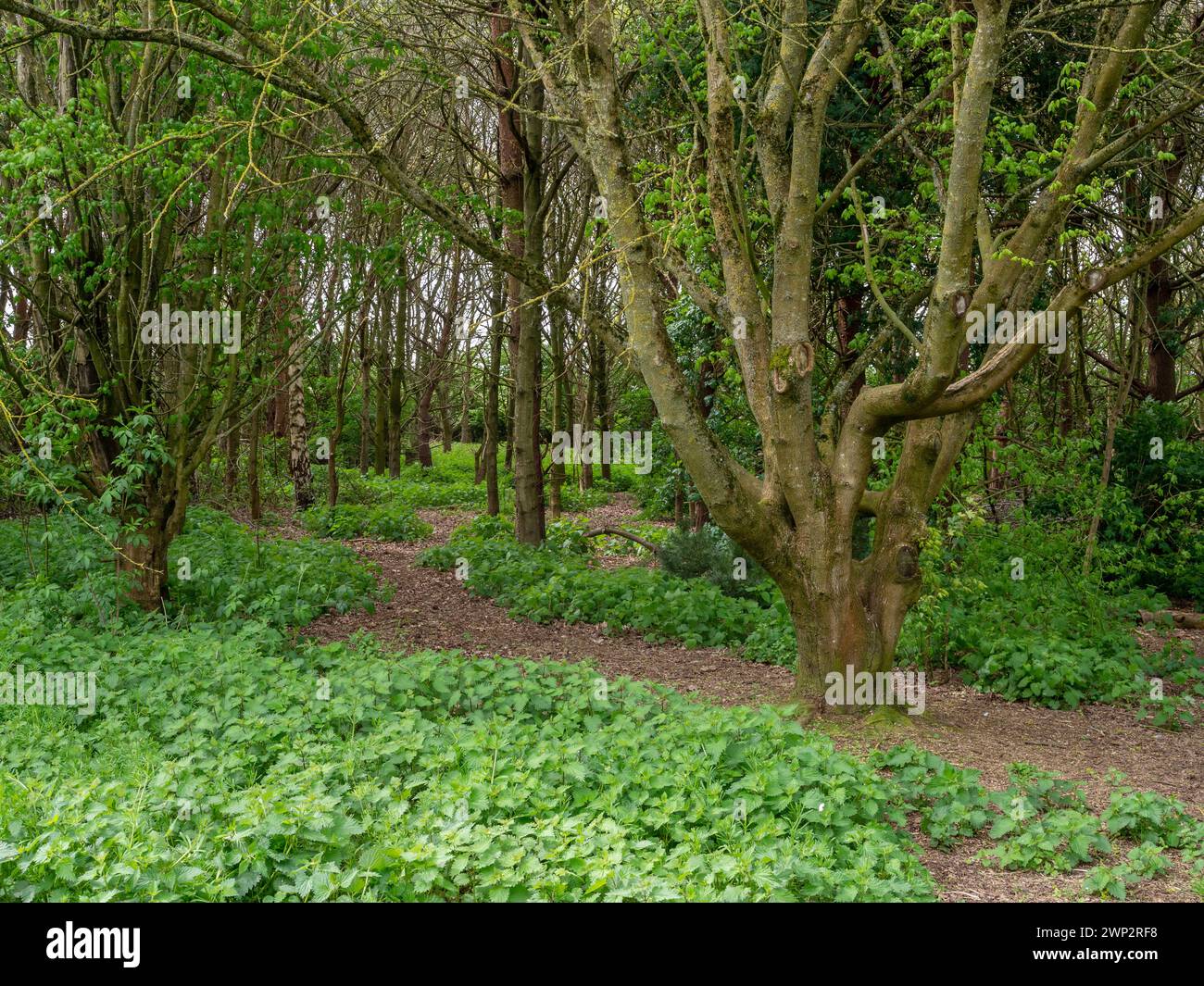 Un sentiero che si snoda attraverso il Brackmills Country Park, uno spazio verde ai margini di Northampton, Regno Unito Foto Stock