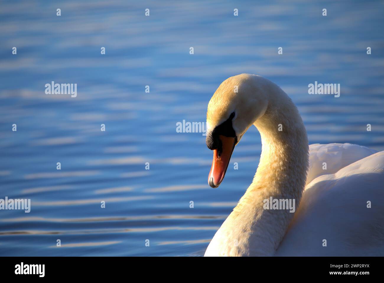 Cigni adulti che nuotano graziosamente in un lago Foto Stock