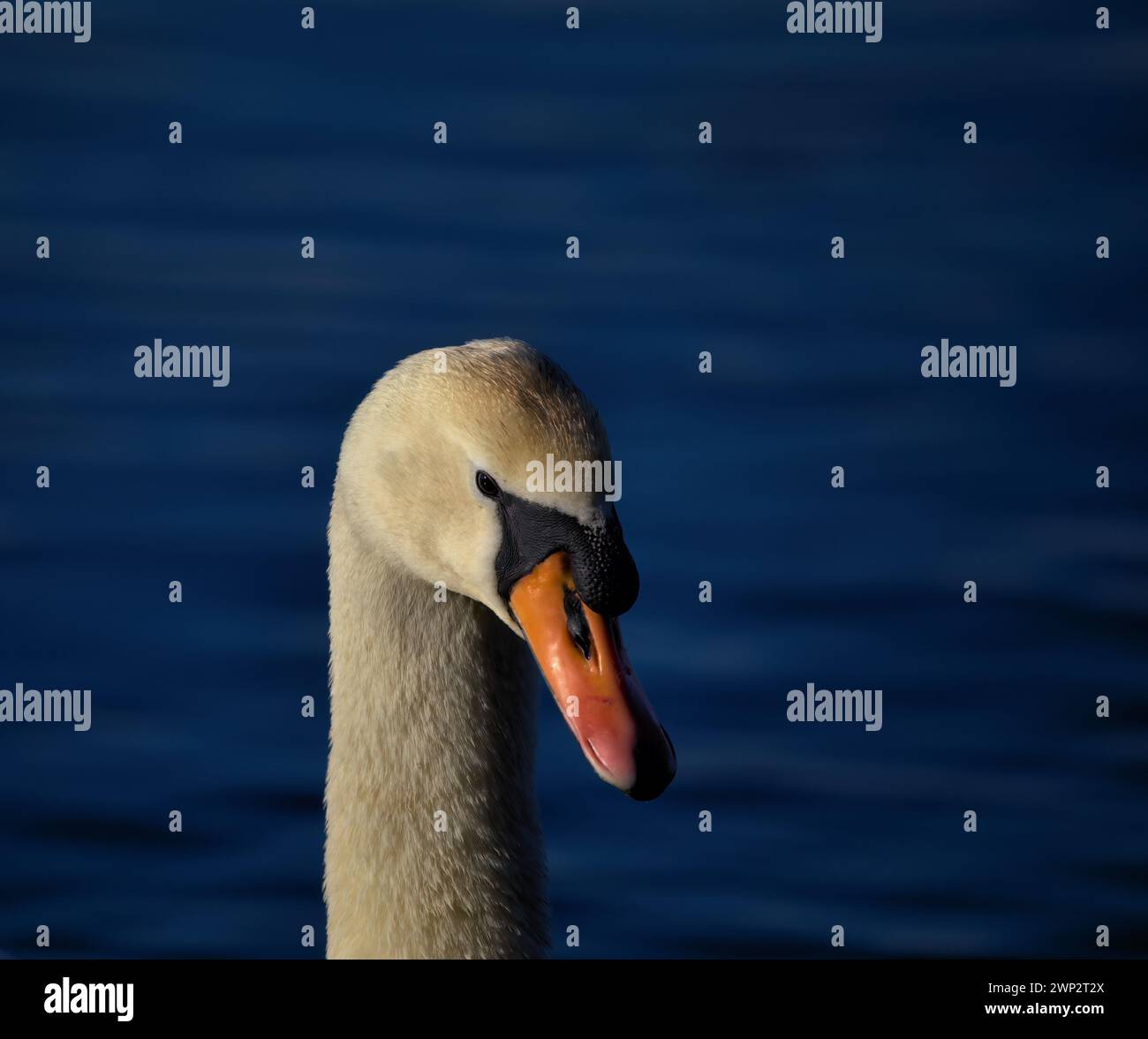 Cigni adulti che nuotano graziosamente in un lago Foto Stock