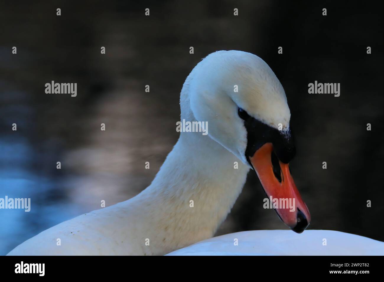 Cigni adulti che nuotano graziosamente in un lago Foto Stock