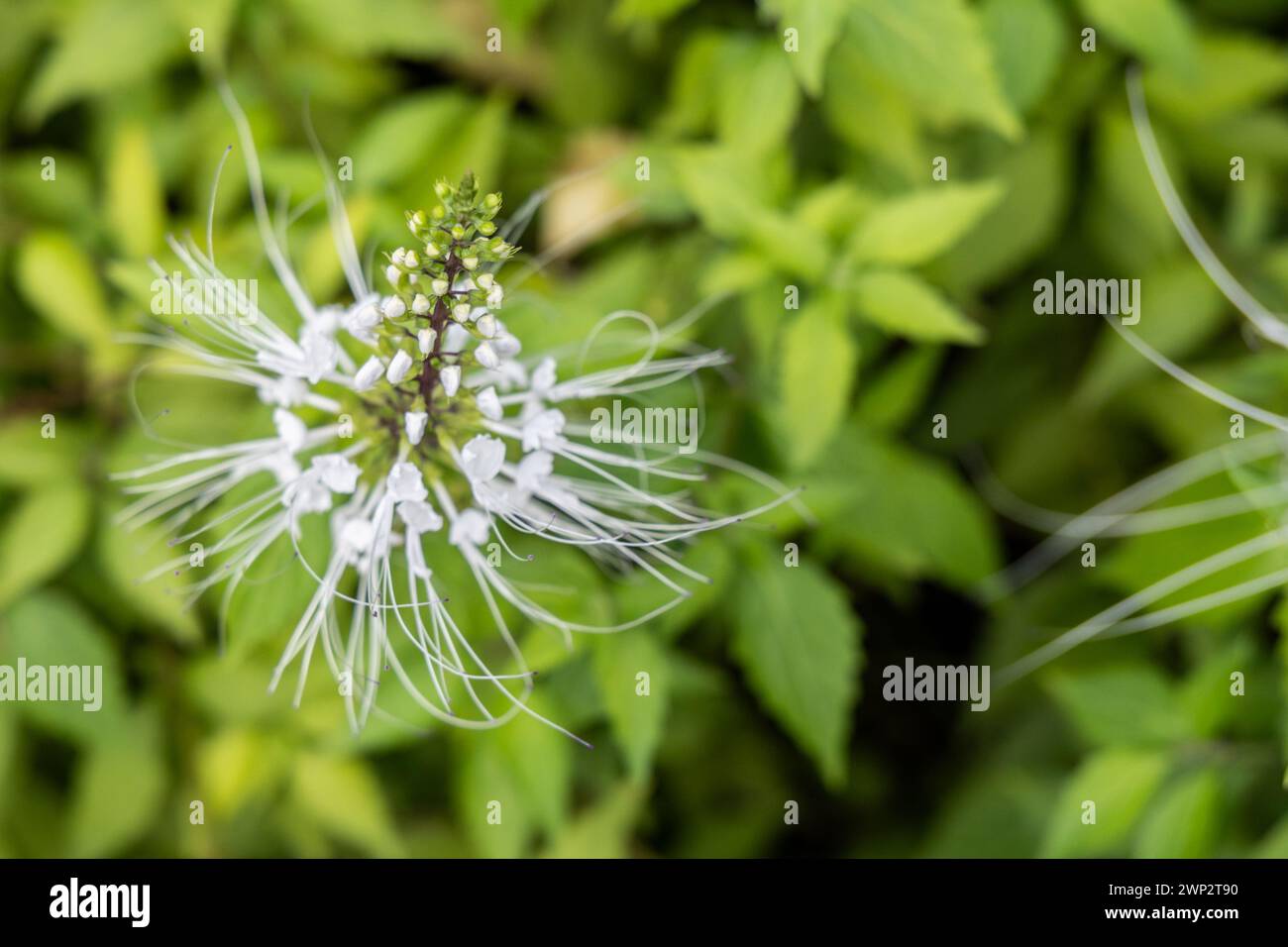 Vista dall'alto ravvicinata di Misai Kuching o Cat Whiskers, una pianta a base di erbe in fiore utilizzata nella medicina tradizionale con inno diuretico, antiossidante Foto Stock