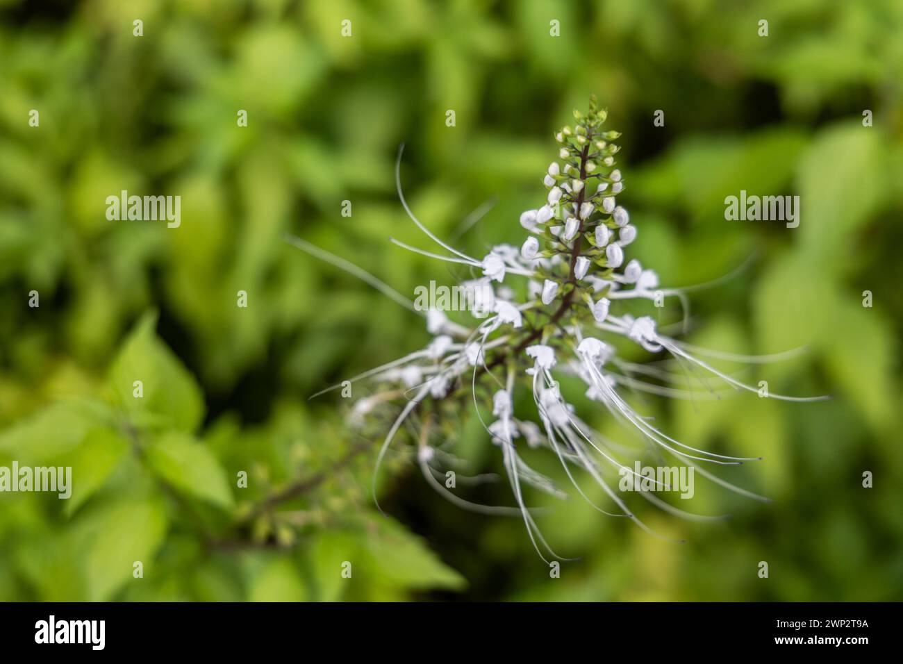 Vista ravvicinata di Misai Kuching o Cat Whiskers, una pianta a base di erbe in fiore utilizzata nella medicina tradizionale con diuretico, antiossidante, anit-ipertensivo Foto Stock