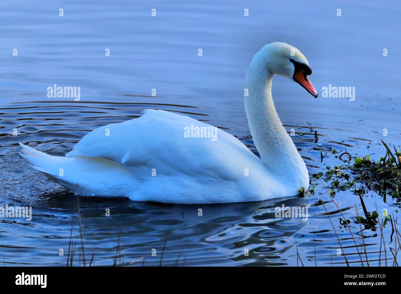Cigni adulti che nuotano graziosamente in un lago Foto Stock