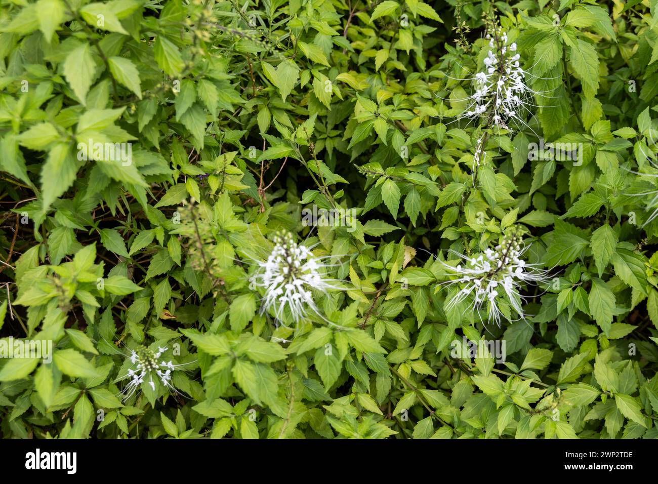 Bush of Misai Kuching o Cat Whiskers, una pianta a base di erbe in fiore utilizzata nella medicina tradizionale con benefici diuretici, antiossidanti, anit-hypertensive Foto Stock