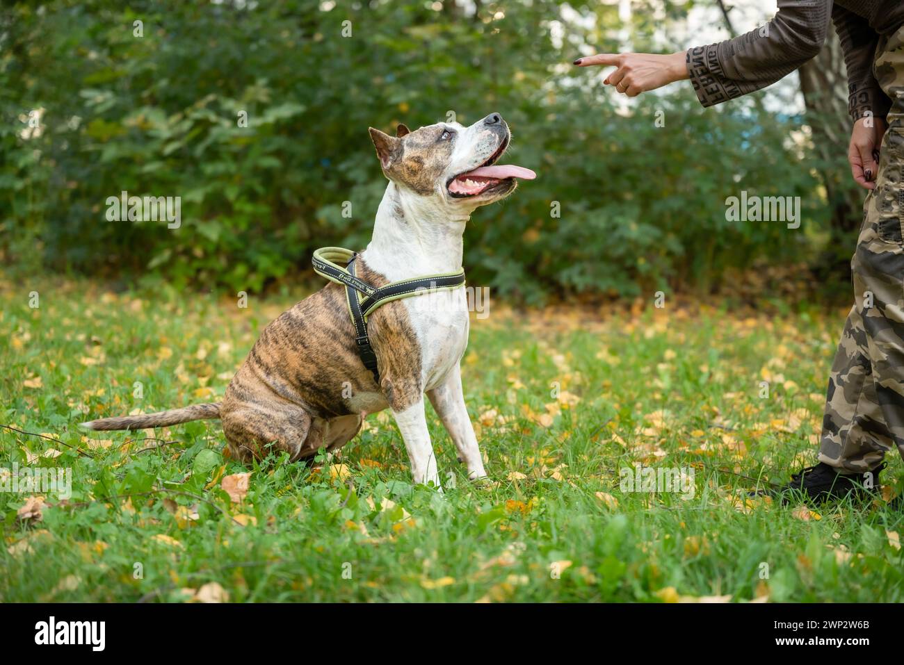 Uno Staffordshire Terrier viene addestrato in un parco all'aperto, impegnato in esercizi di obbedienza, attività ludiche e concentrandosi sul comman dell'allenatore Foto Stock