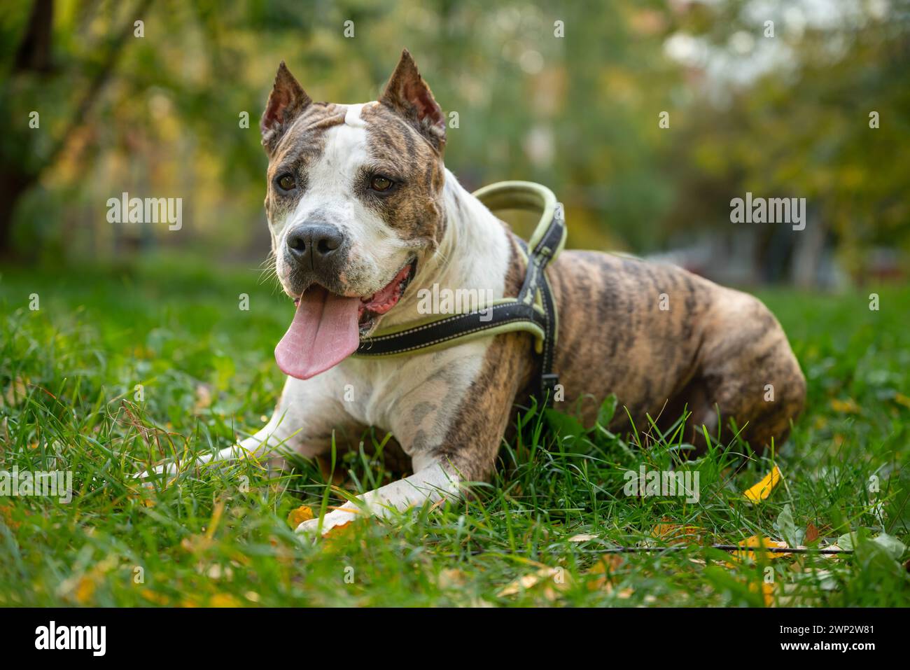 Un fedele cane dello Staffordshire Terrier si sta allenando all'aperto in autunno nel parco con il suo proprietario. Il cane sta correndo felicemente sull'erba verde, Showi Foto Stock