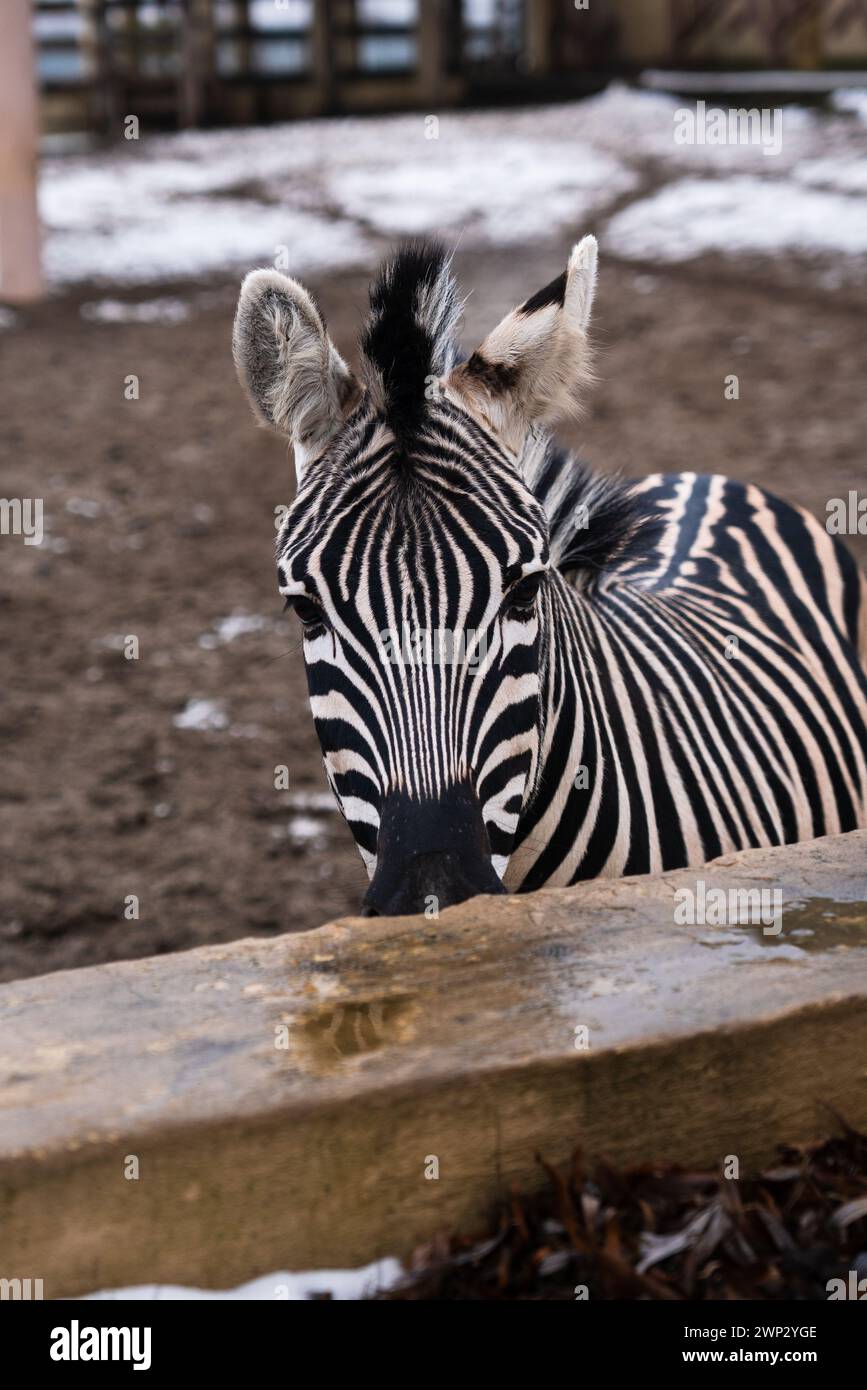 Primo piano zebra animale nello zoo ucraino Foto Stock