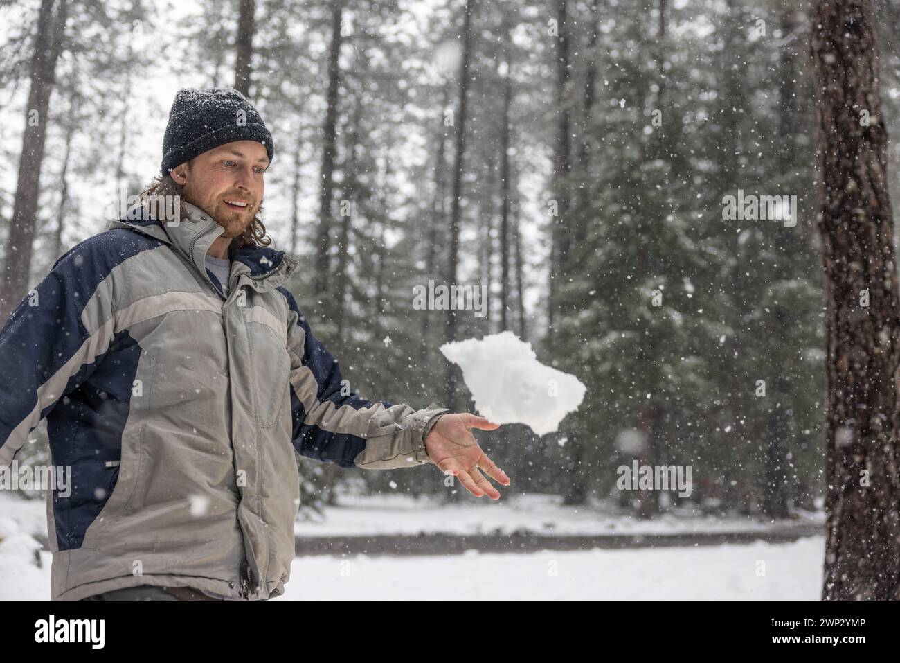 Un uomo con una giacca blu e grigia sta lanciando una palla di neve. La scena è ambientata in una foresta innevata, con alberi sullo sfondo. Quell'uomo si sta divertendo Foto Stock