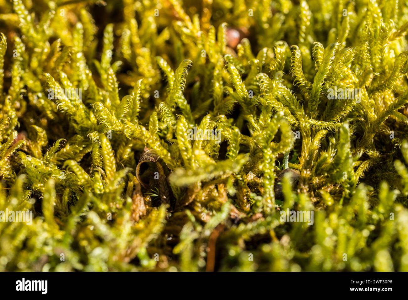 primo piano del muschio Foto Stock