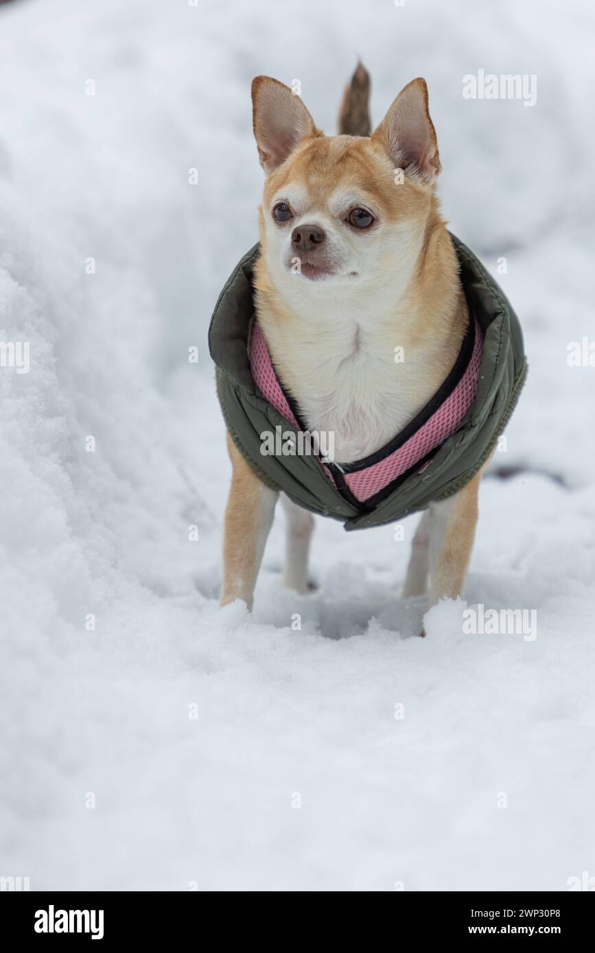 Un piccolo cane indossa una giacca rosa e verde e sta in piedi nella neve. Il cane sembra godersi il freddo e sta guardando il venuto Foto Stock