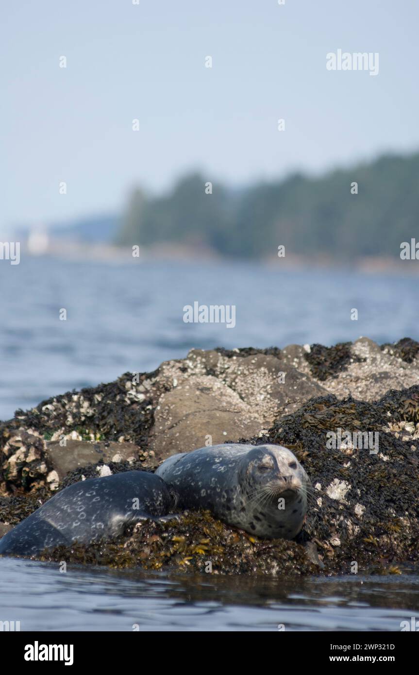 Harbor Seal o Common Seal, Phoca vitulina, nella Columbia Britannica Canada ha tirato fuori su rocce, Cabbage Island, Gulf Islands, Canada Foto Stock