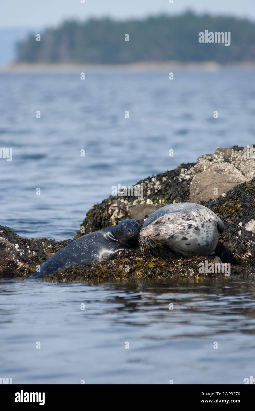 Harbor Seal o Common Seal, Phoca vitulina, nella Columbia Britannica Canada ha tirato fuori su rocce, Cabbage Island, Gulf Islands, Canada Foto Stock